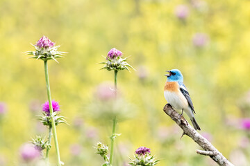 Wall Mural - lazuli bunting
