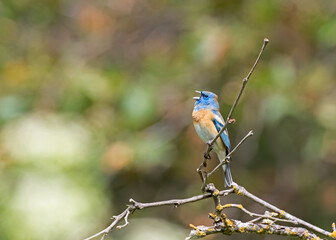 Wall Mural - lazuli bunting
