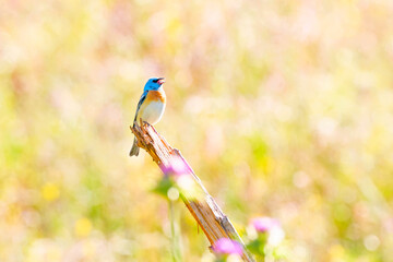 Wall Mural - lazuli bunting