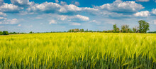 Panoramic View Of Beautiful Farm Landscape Of Green Wheat Field In Late Spring, Beginning Of Summer In Europe, Blue Sky With Clouds