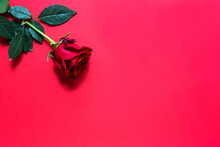 Red Rose On Red Background With Copyspace. A Gift For A Woman On A Holiday, An Invitation To A Date, Valentine's Day, A Sign Of Love