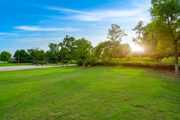 Wall Mural - park sunshine grass green woods
