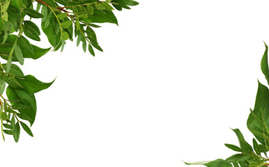 Wall Mural - twigs with green leaves in a corner arrangements isolated on white