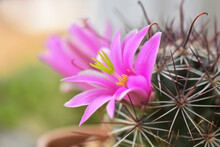 Pink Sweety Blooming Flower Of Mammillaria Beneckei Cactus With Cholla Spines Background
