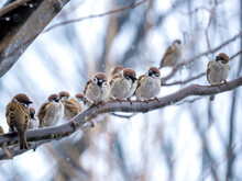 Sparrows On A Branch In The Snow