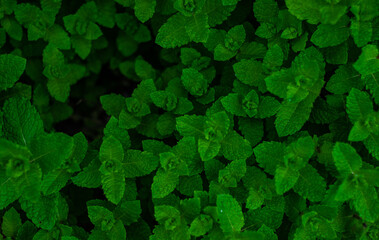 Wall Mural - Green leaves of mint plant