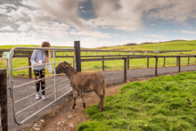 Young Teenager Girl Feeding Brown Donkey In Open Farm Or Zoo. Warm Sunny Day. Cute Animal On Green Grass Behind Fence. Learning Nature Concept. Blue Cloudy Sky.