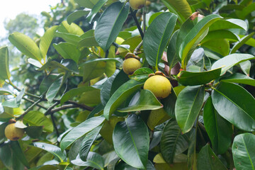 closeup of mangosteen on the tree at thailand