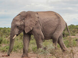 Fototapeta Sawanna - Elephant in the wild in South Africa.