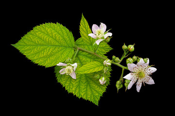 Wall Mural - Blackberry blossom flower