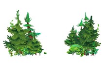 Pine Forest. Two Patches. Coniferous Spruce Trees. Landscape Cartoon Style. Isolated On White Background. Vector