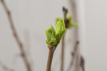 Lilac Buds On Natural Background Macro. First Young Spring Green Leaves On Branch. Blooming Tree Bud Close Up In Early Spring. Green Sprout. Beginning Of Spring. First Green Blossom On Tree Springtime