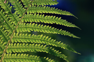 Wall Mural - fern green fresh shoots and foliage