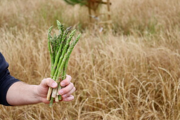 Wall Mural - A bundle of Green Asparagus in a man's hand.  Fresh young asparagus pods. 