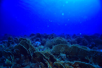 Poster - underwater landscape in the sea on a coral reef background