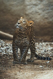 Fototapeta Zwierzęta - Ceylon leopard (Panthera pardus kotiya) detail portrait