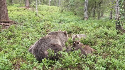 Wall Mural - brown bear mother with three cubs are lying down and searching something to eat in a finnish forest