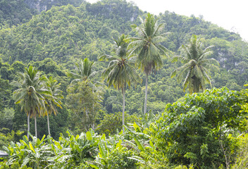 Wall Mural - région de Krabi en Thailand, paysages intérieurs et bord de mer