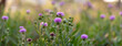 panoramic view of thistle on green color bokeh background	