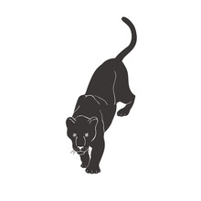 Panther On White Background. Vector.