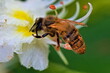 Pszczoła i kasztanowiec