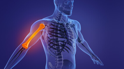 Human skeleton humerus bones anatomy	