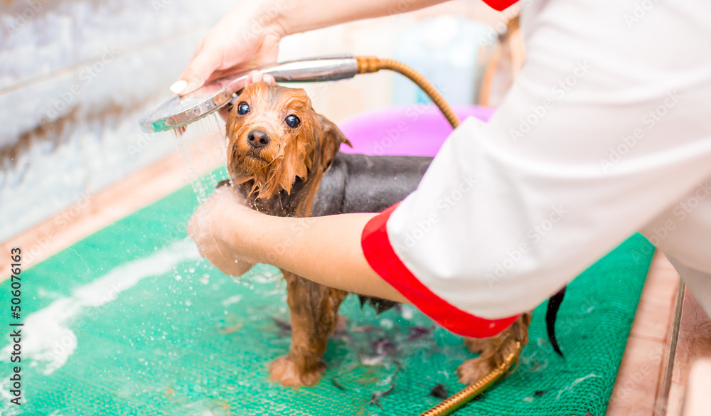 Stock-Foto „Bathing animals, grooming, brushing, drying and styling ...