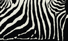 Vector Zebra Print Pattern Animal Seamless. Zebra Skin Abstract For Printing, Cutting, And Crafts Ideal For Mugs, Stickers, Web, Cover, Home Decorate And More.