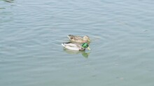 Colourful Pair Of Mallard Ducks, Drake And Hen, Float On Green Water In Spring.