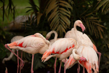 Group Of Exotic Pink Flamingos