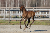 Fototapeta Konie - Young pretty arabian horse foal runs and frolics summer background