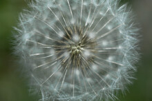 Macro Photo Of A Dandelion On A Green Background. Dandelion Seeds Close Up. The Concept Of Fragility. Macro Nature.