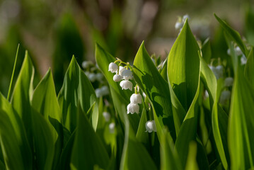 Wall Mural - Lily of the valley flower (Convallaria majalis)