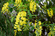 Żółty kwiat podobny do akacji zwisający z krzewu. Drobne liście i drobne żółte kwiaty. 