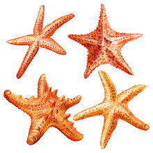 Set Starfish On An Isolated White Background. Watercolor Hand Drawing Illustration