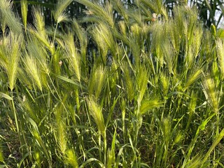 grass flowers background 