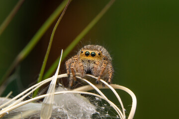 Wall Mural - Close up  beautiful jumping spider  