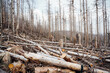Sehr viele abgestorbene Bäume im Nationalpark Harz, Deutschland