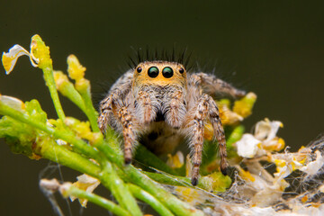 Wall Mural - Close up  beautiful jumping spider  