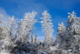 Fototapeta Las - Frostige Winter Landschaft mit blauem Himmel