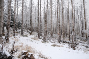  Schöne verschneite Harzer Waldlandschaft