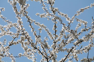 Wall Mural - Flowering branches of cherry plum (Prunus cerasifera) with white flowers against spring blue sky