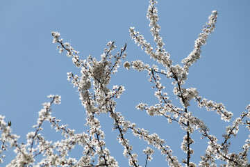 Wall Mural - Flowering branches of cherry plum (Prunus cerasifera) with white flowers against spring blue sky