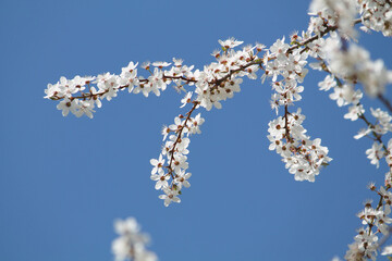 Wall Mural - Flowering branches of cherry plum (Prunus cerasifera) with white flowers against spring blue sky