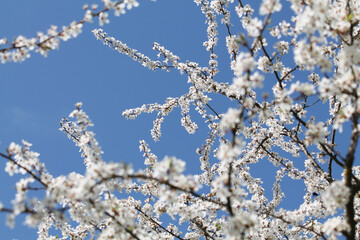 Wall Mural - Flowering branches of cherry plum (Prunus cerasifera) with white flowers against spring blue sky