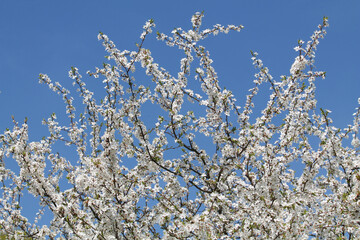 Wall Mural - Flowering branches of cherry plum (Prunus cerasifera) with white flowers against spring blue sky