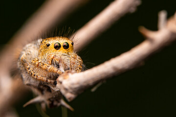 Wall Mural - Close up  beautiful jumping spider  

