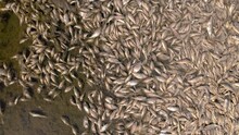 Hundreds Of Dead Fish On The Shore Of The Lake. The High Mortality Of Fish Is Largely Due To Drought, Pollution And A Sharp Drop In Water Levels. The Effect Of Global Warming, Climate Change.