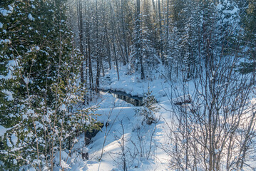 Wall Mural - Winter sunny forest