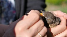 Care Of A Baby Blackbird. The Bird Is Held In One Hand. It Is Fed. Filmed In Summer. Close-up.